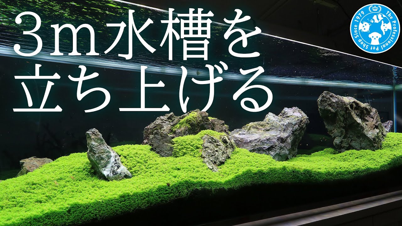 【チャーム】３ｍ水槽を立ち上げる ～キューバパールグラスの絨毯～ charm動画