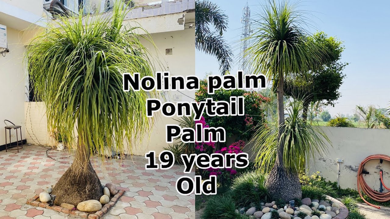Nolina palm | Ponytail palm 19 years old plant