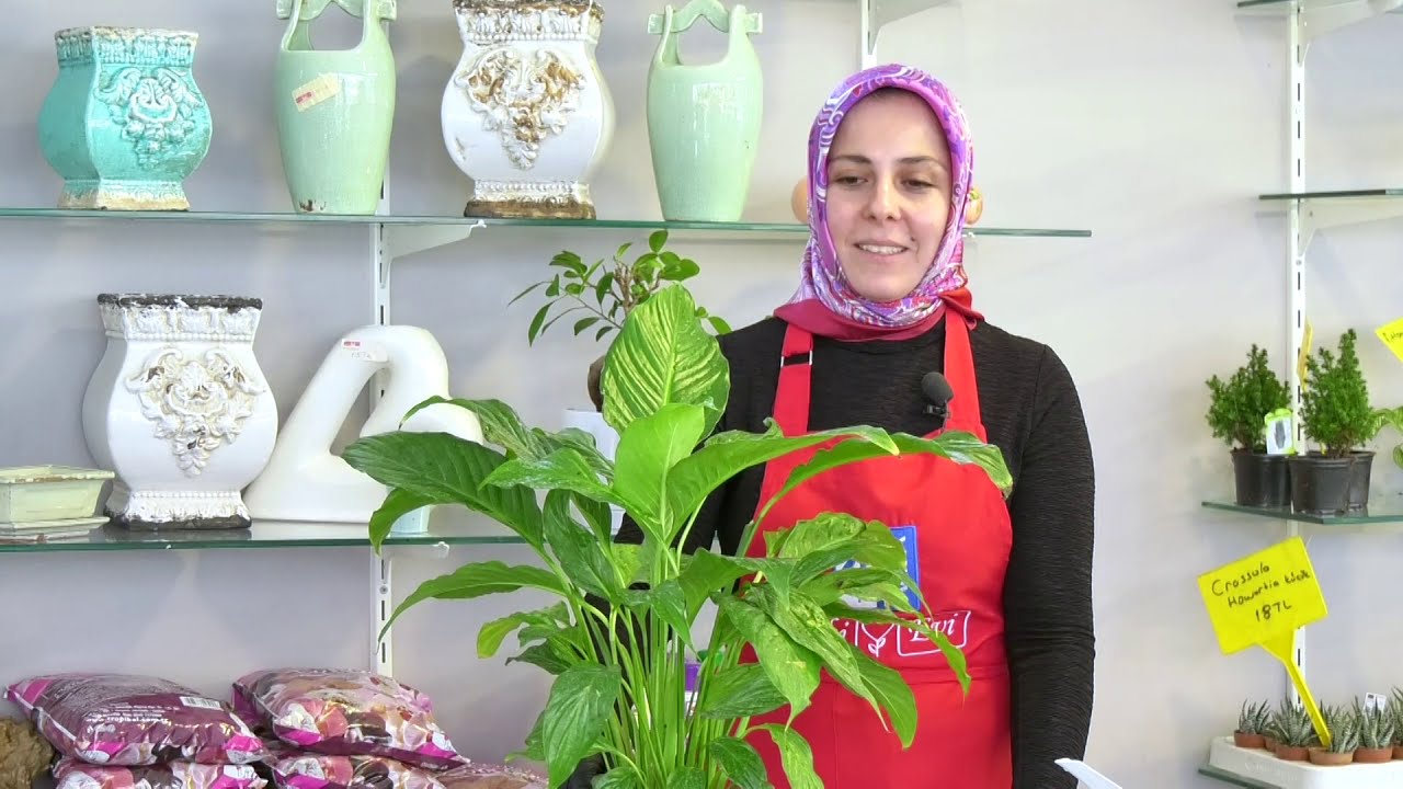 Tabiatın Dili 3. Bölüm (Barış Çiçeği - Spathiphyllum)