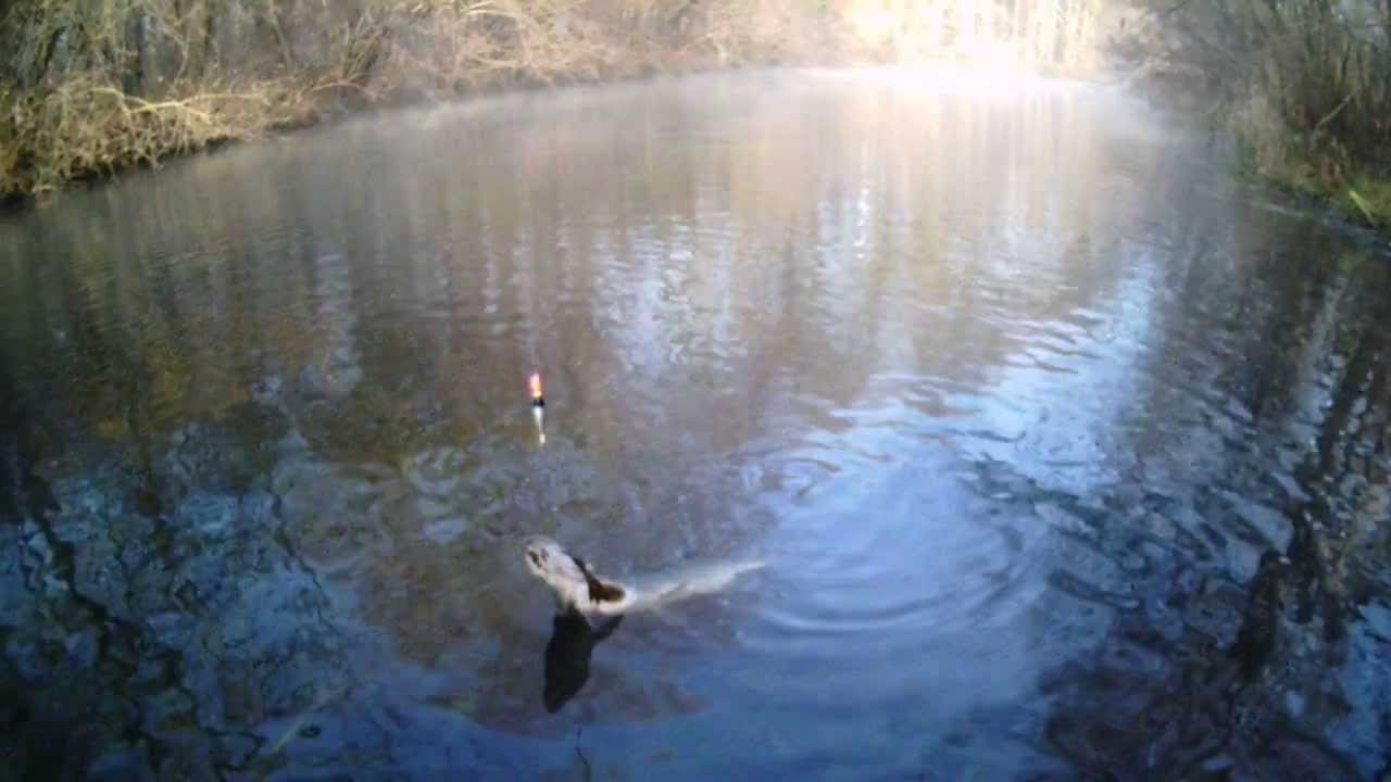 p&ecirc;che brochet au vif en canal &agrave; Strasbourg