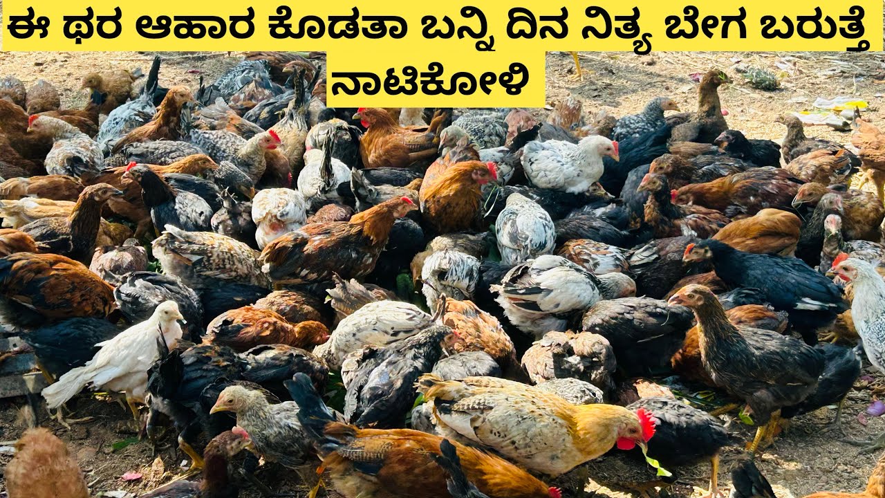 ನಮ್ಮ ಪಾರಂನಲ್ಲಿ ನಾವು ಇದೆ ಥರ ಆಹಾರಕೊಡತಾ ಇರೋದು ನೀವು ಕೊಡಿ ಬೇಗ ನಾಟಿಕೋಳಿ ಬೆಳವಣಿಗೆ ಆಗುತ್ತೆ 