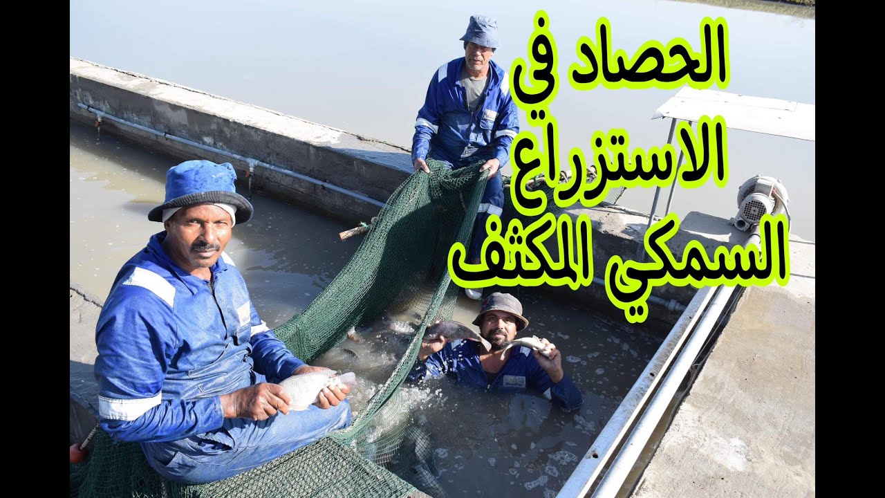 حصاد وحدة من وحدات الاستزراع السمكي المكثف (المركز الدولي للأسماك بالعباسة)