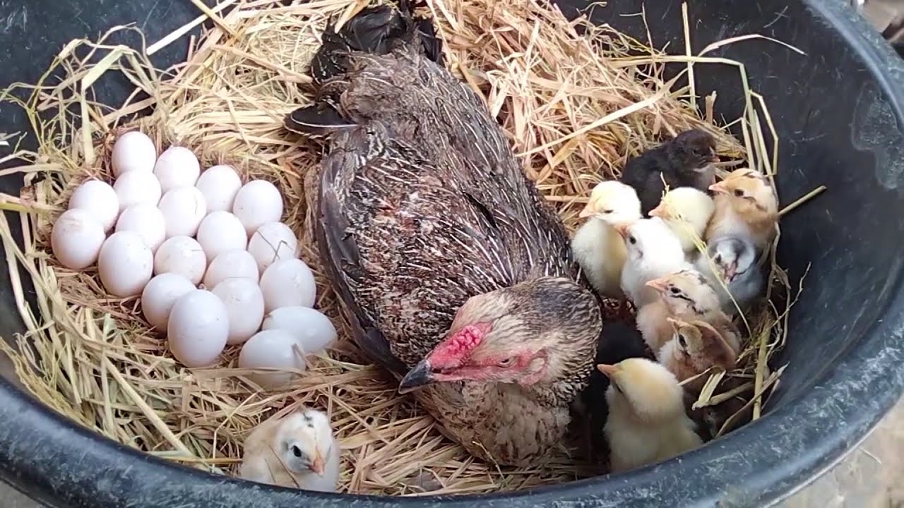 Hen Harvesting Eggs to Chicks | Chicks Harvesting Born New Baby Chicks | Chicks And Hens