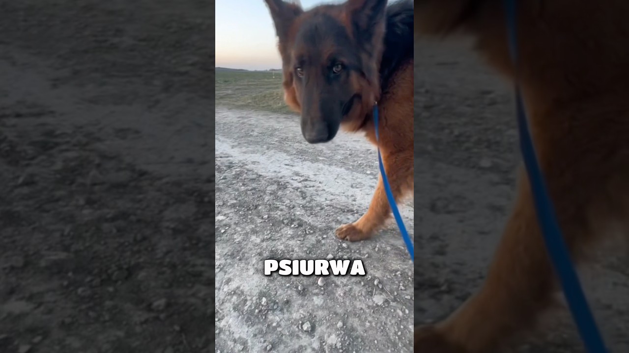 Umierałem z pragnienia, ale pancio miał TO! #viral #dog #pies #fyy #spacerzpsem #doglife #dc #short