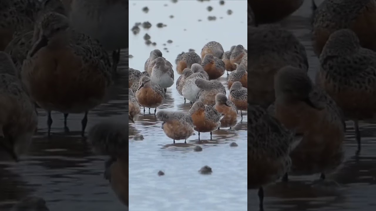 Red Knot Flock Chilling on a Barrier Island