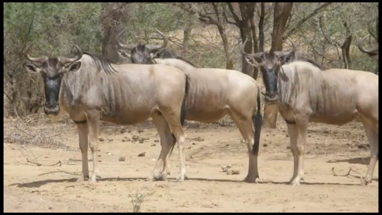 Explore Your wild side with Viewpoint Adventures Safaris Ltd.