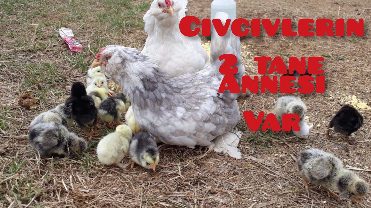 YENİ CİVCİVLER/2 gurk tavuk aynı anda büyütüyor#İSPENÇ #FİZAN #WYANDOTTE #HİNT #GUGULLU