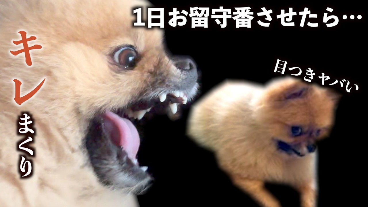 お迎えが翌日になったポメラニアンがヤバい【958日目】