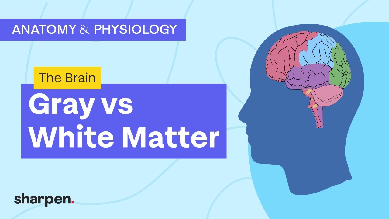 The Brain: Gray vs White Matter | Nervous System 101