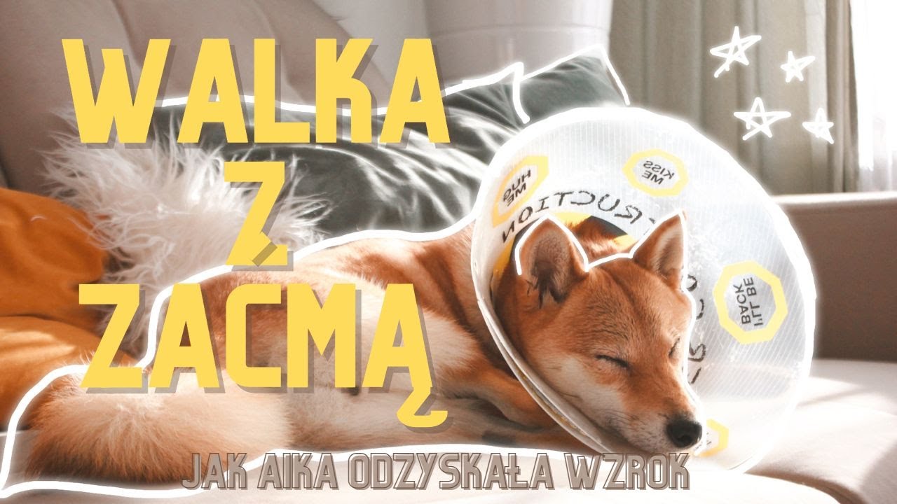 Aika odzyskała wzrok 🤩 🥰 🥳 Zaćma u psa 😱