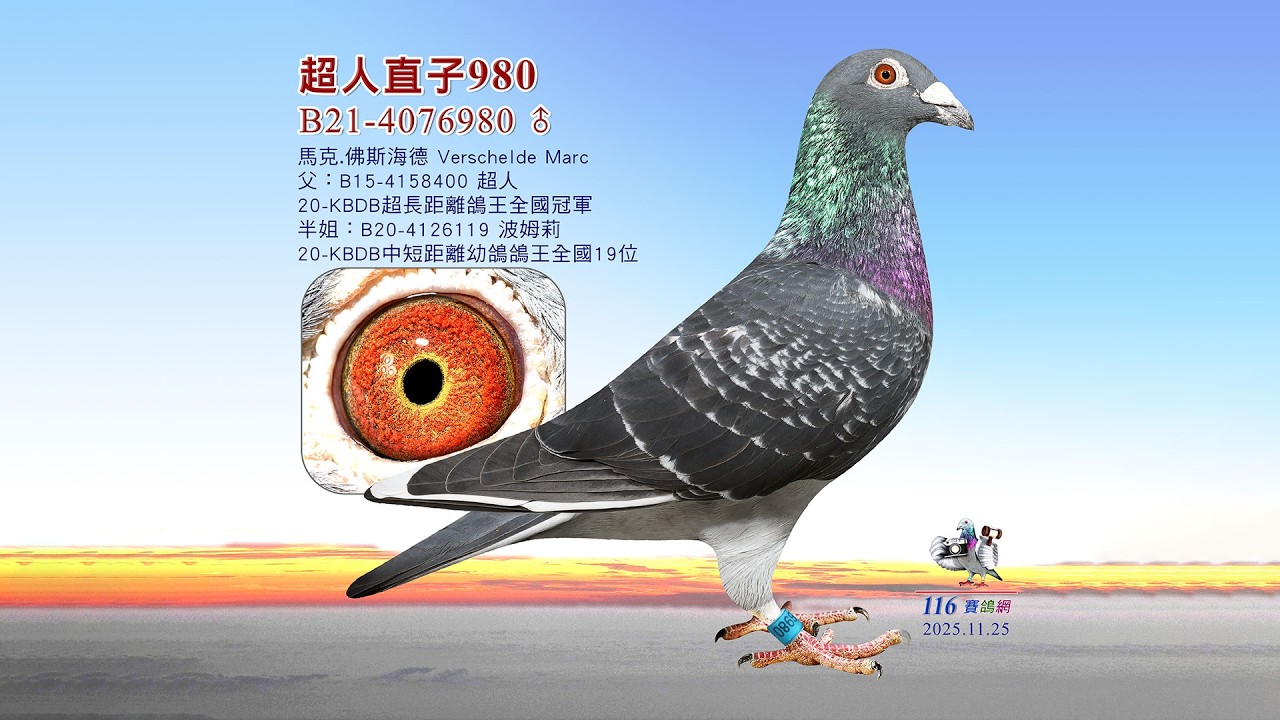 【馬克 佛斯海德】B21-4076980 KBDB超長距離鴿王全國冠軍🏆直子
