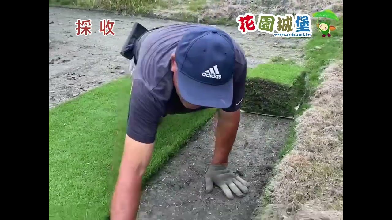 鮮採台北草皮 每週三出貨 現採現出 最佳品質 結縷草 馬尼拉草 馬尼拉芝 斗六草 草坪種子 庭院綠化 造景工程 請照驗收草皮 #花園城堡園藝資材倉庫 #請照