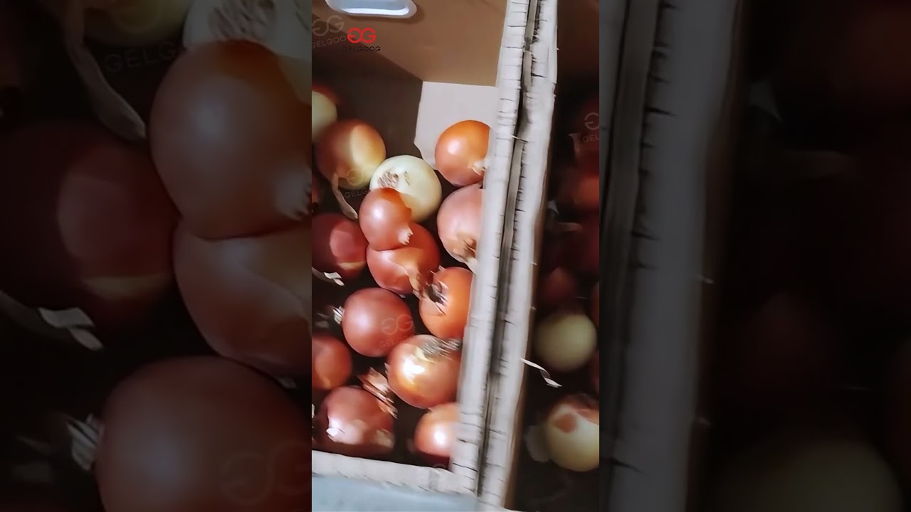 Onion Sorting Machine 
