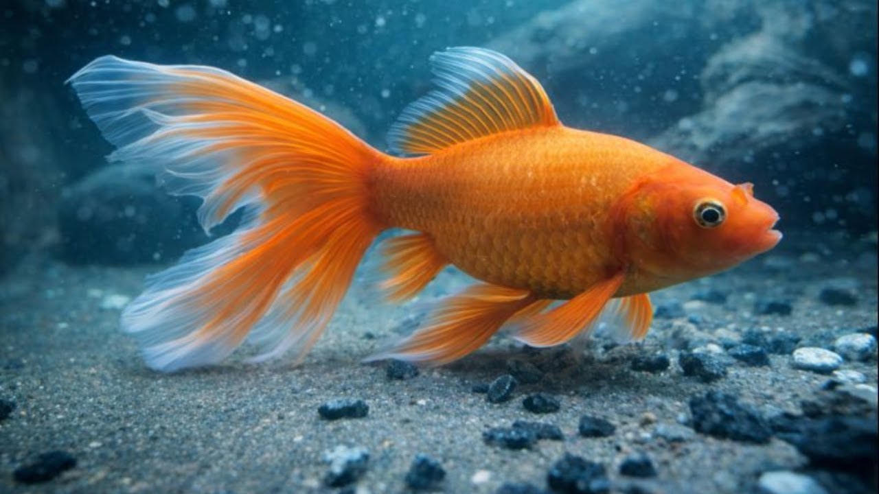 🔴Peaceful Fish Tank Live 🐟 | Relaxing Aquarium for Mind Calm