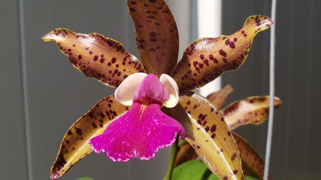 MY ORCHID HAUL! FROM THE 4 NURSERIES TOUR