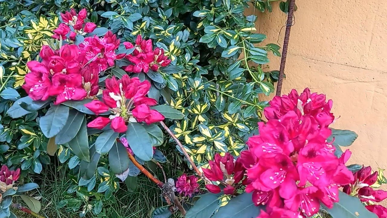 Рододендрон Нова Зембла ( Nova Zembla) зацвёл! 💕Вечнозелёные растения плющ, бересклет..