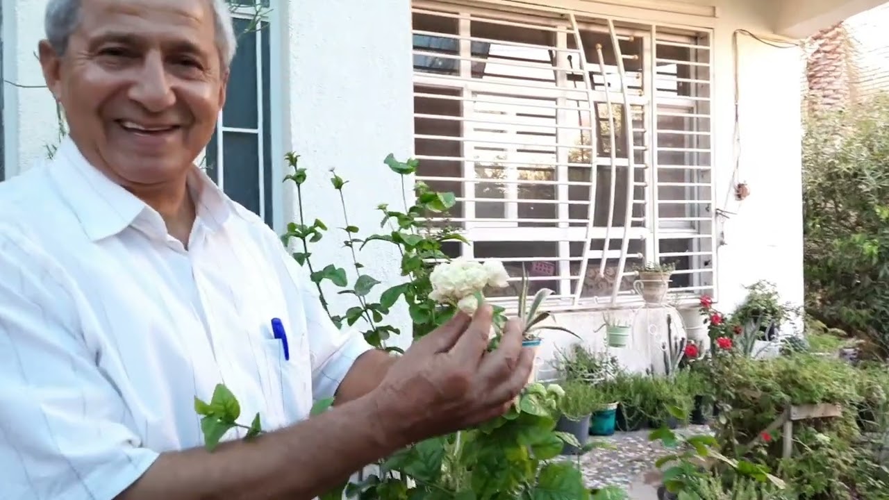 ماهي النبتة الدائمية المزهرة العطرية التي تنجح زراعتها في الحديقة المنزلية وتزهر معظم ايام السنة