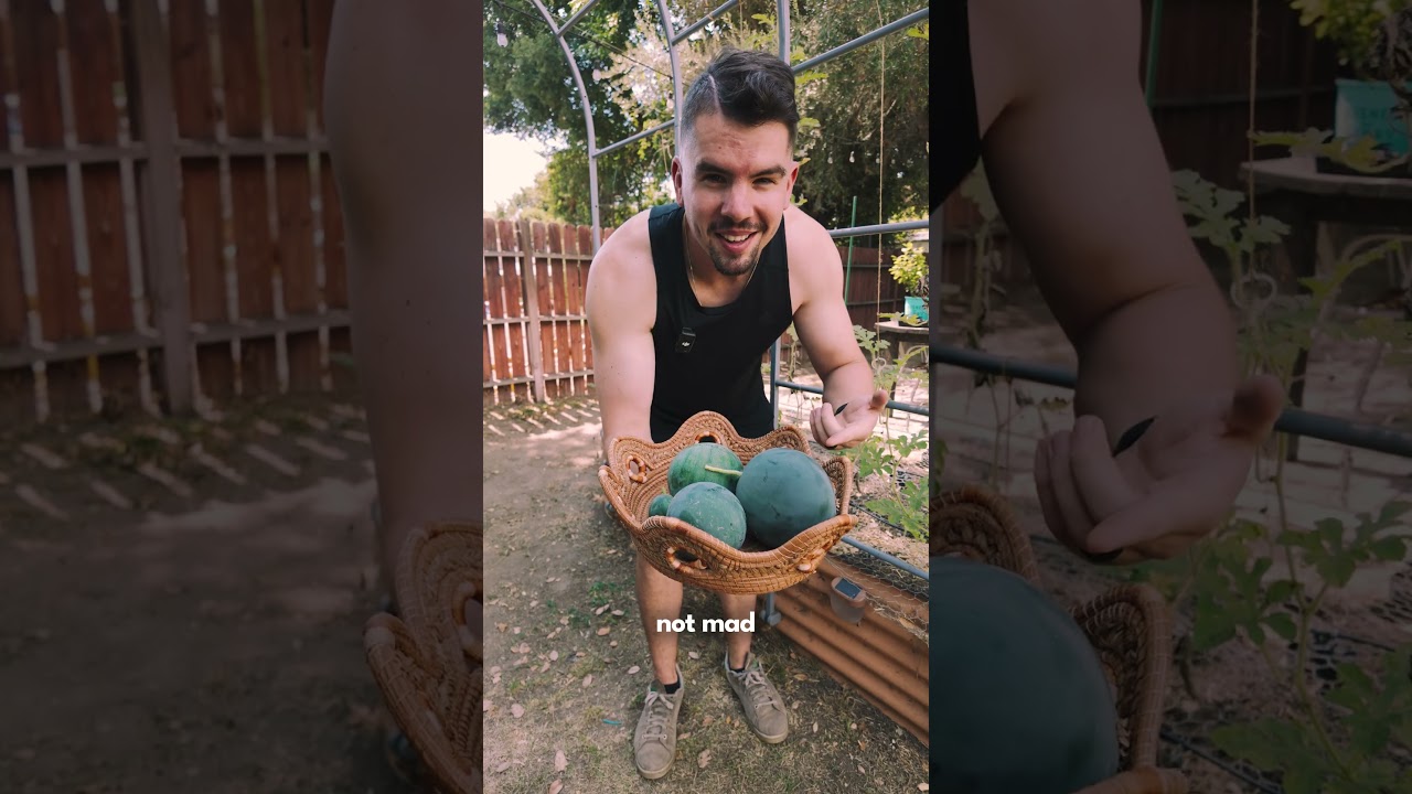 Harvesting DELICIOUS Sugar Baby Watermelons