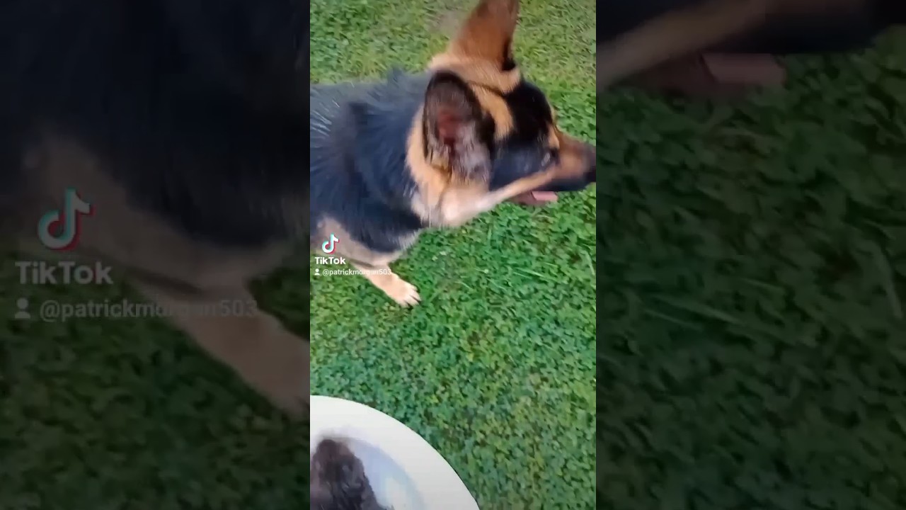 Hunting dog? Nahhh! Live mole captured! #dogofyoutube #shepard #weird #mole #goodness #why