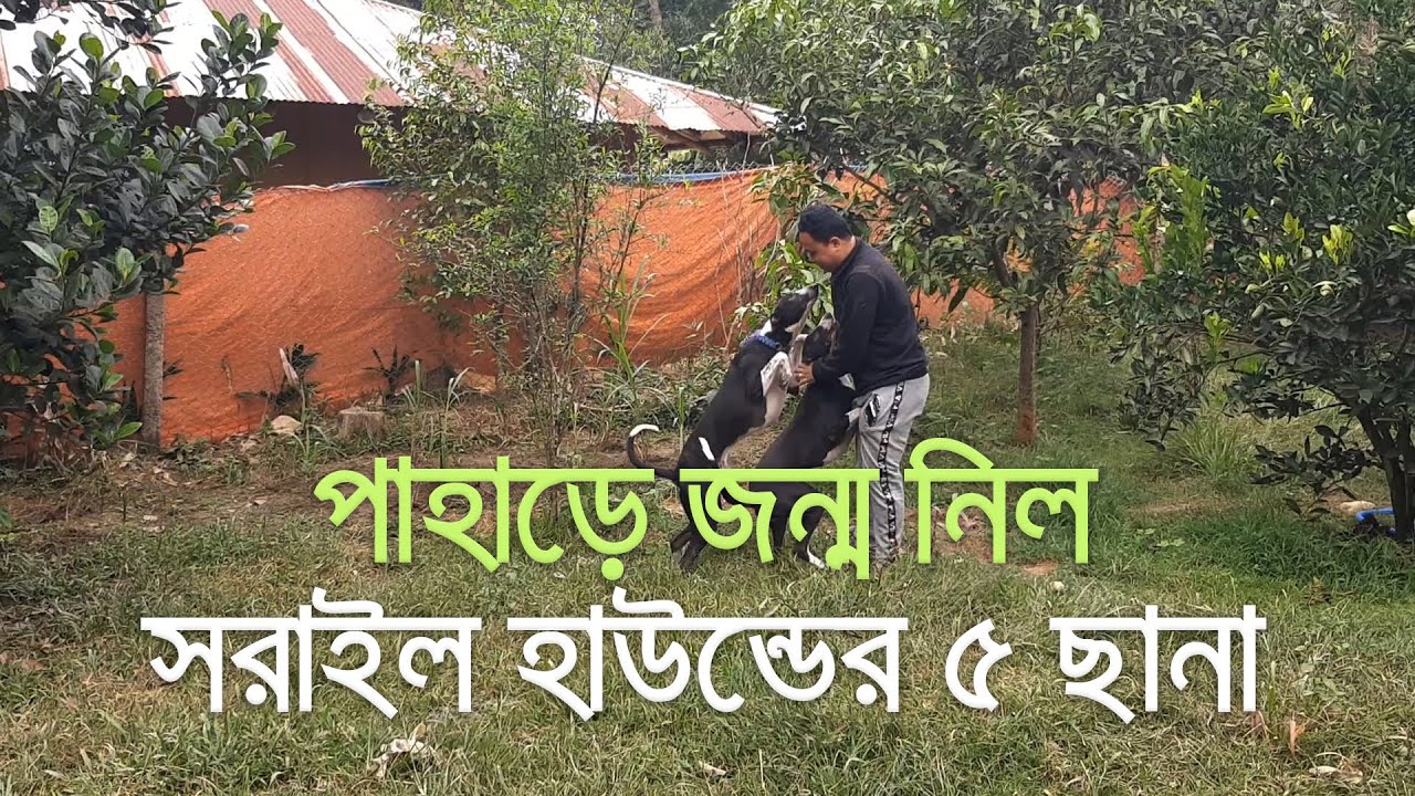 পাহাড়ে জন্ম নিল সরাইল হাউন্ডের ৫ ছানা