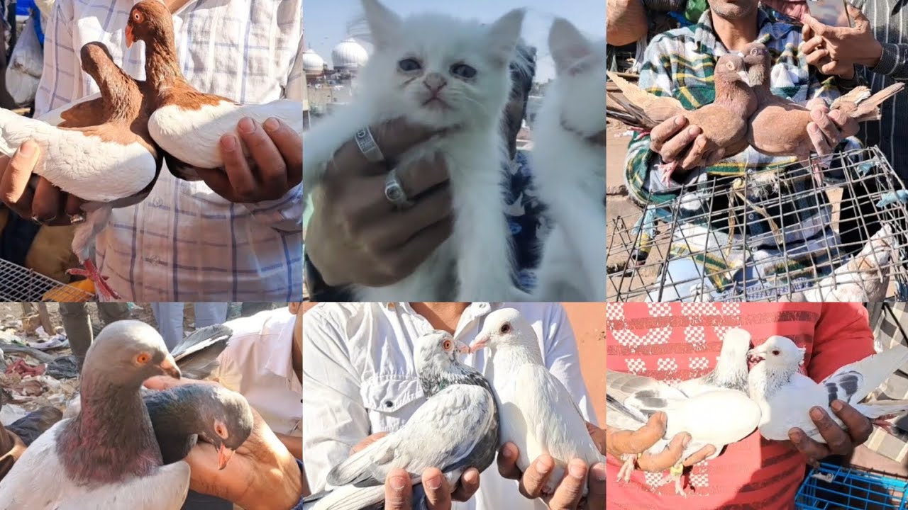 Jama Masjid kabootar Market Delhi🕊2-3-2025 🕊Birds parrot Cat Kabutar Market Old Delhi