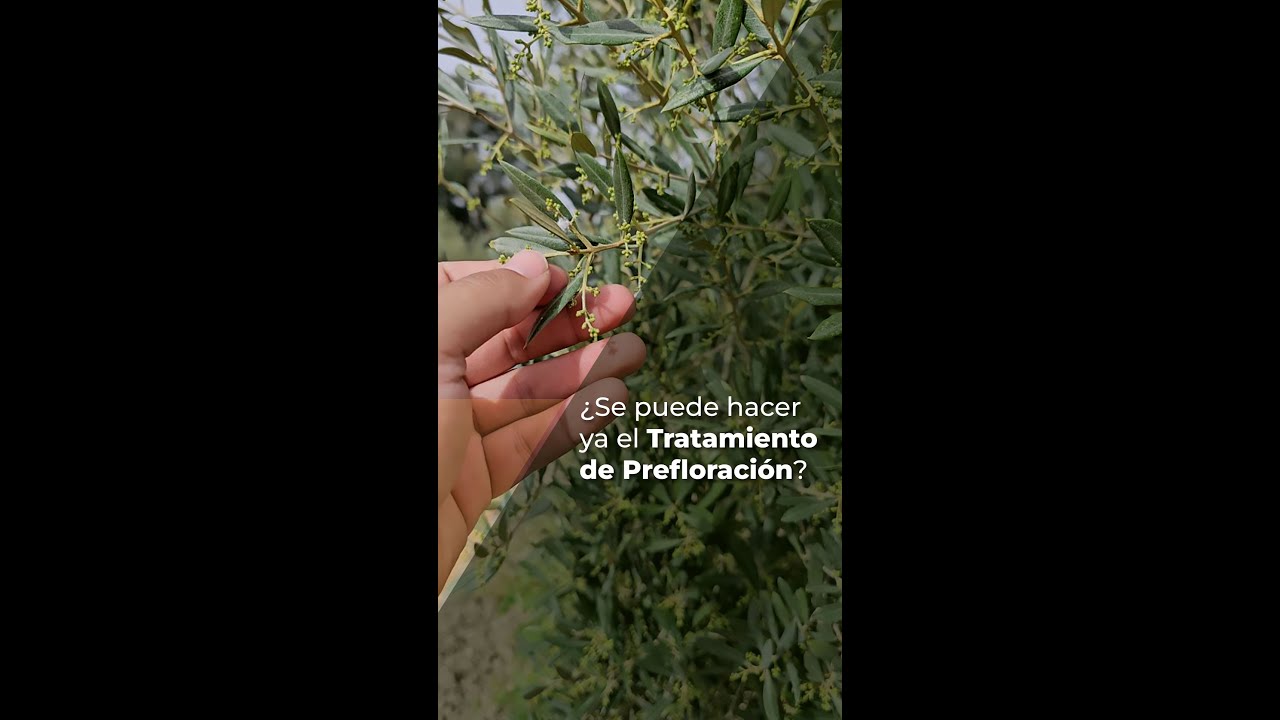 ¿SE PUEDE HACER YA EL TRATAMIENTO DE PREFLORACIÓN?
