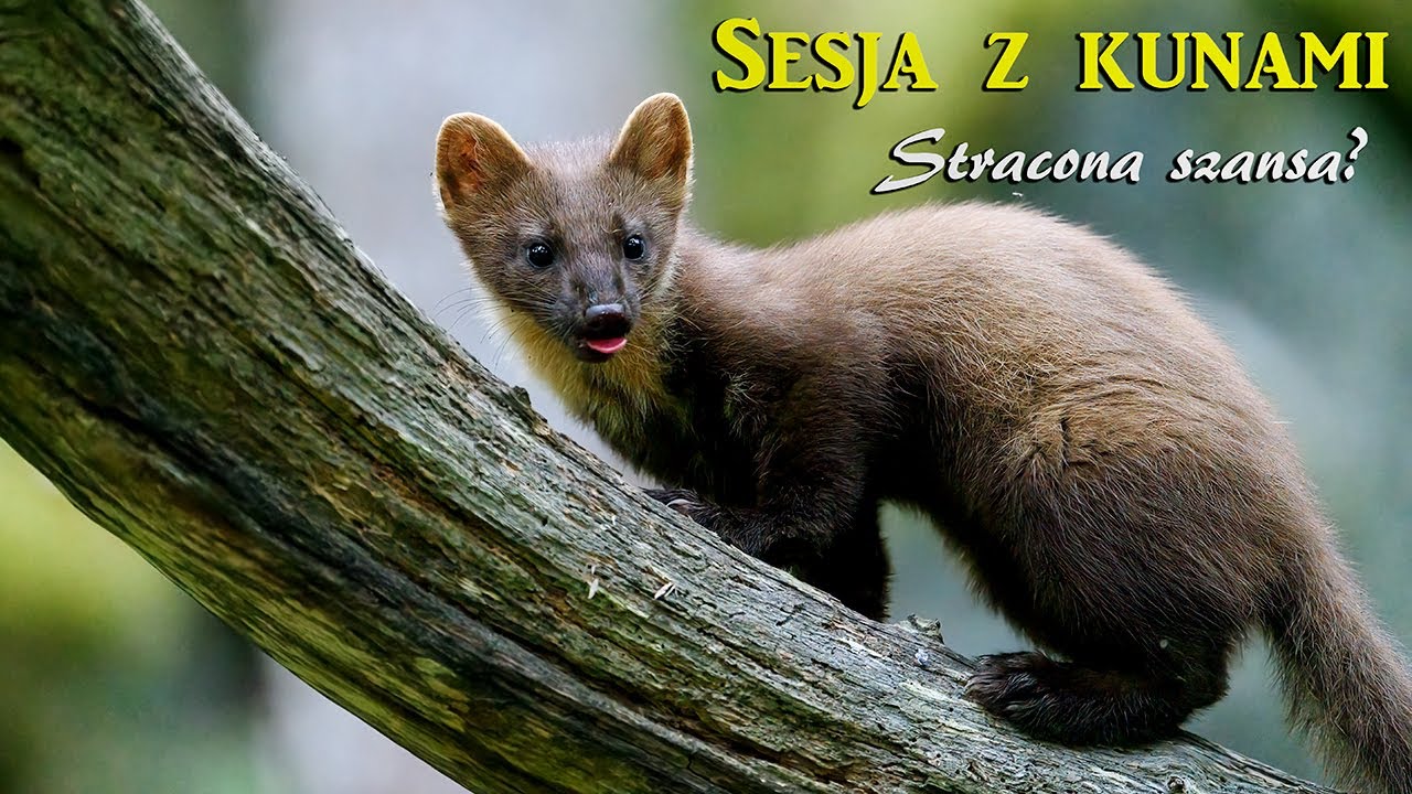 Sesja z kunami. Stracona szansa?