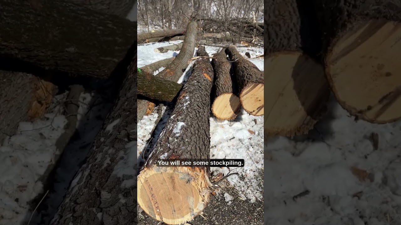🌳 Nine Mile Creek Corridor Renewal Project March Update
