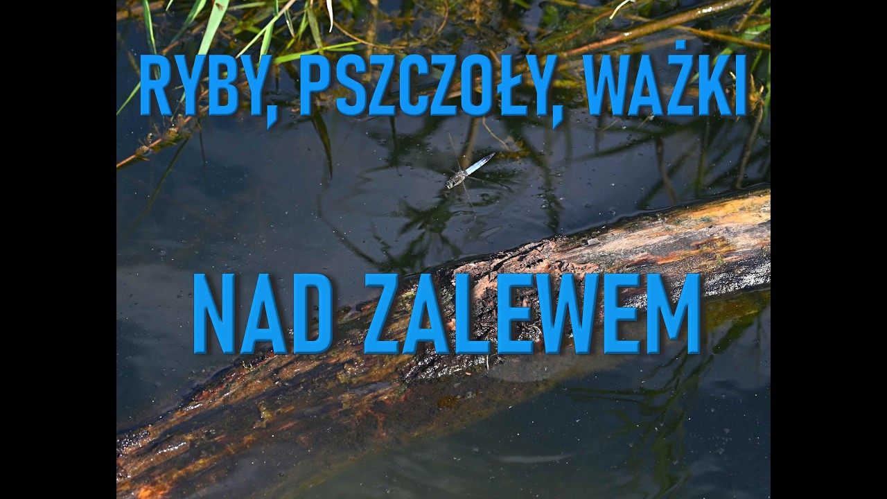 Ryby, pszczoły, ważki nad zalewem   #mojmakroswiat Mój Makro Świat  My macro world #ważki #pszczoły