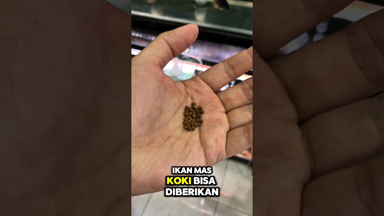 STOP kasih makan ikan mas koki dengan Pelet, kalau sekali makan jumlahnya kebanyakan