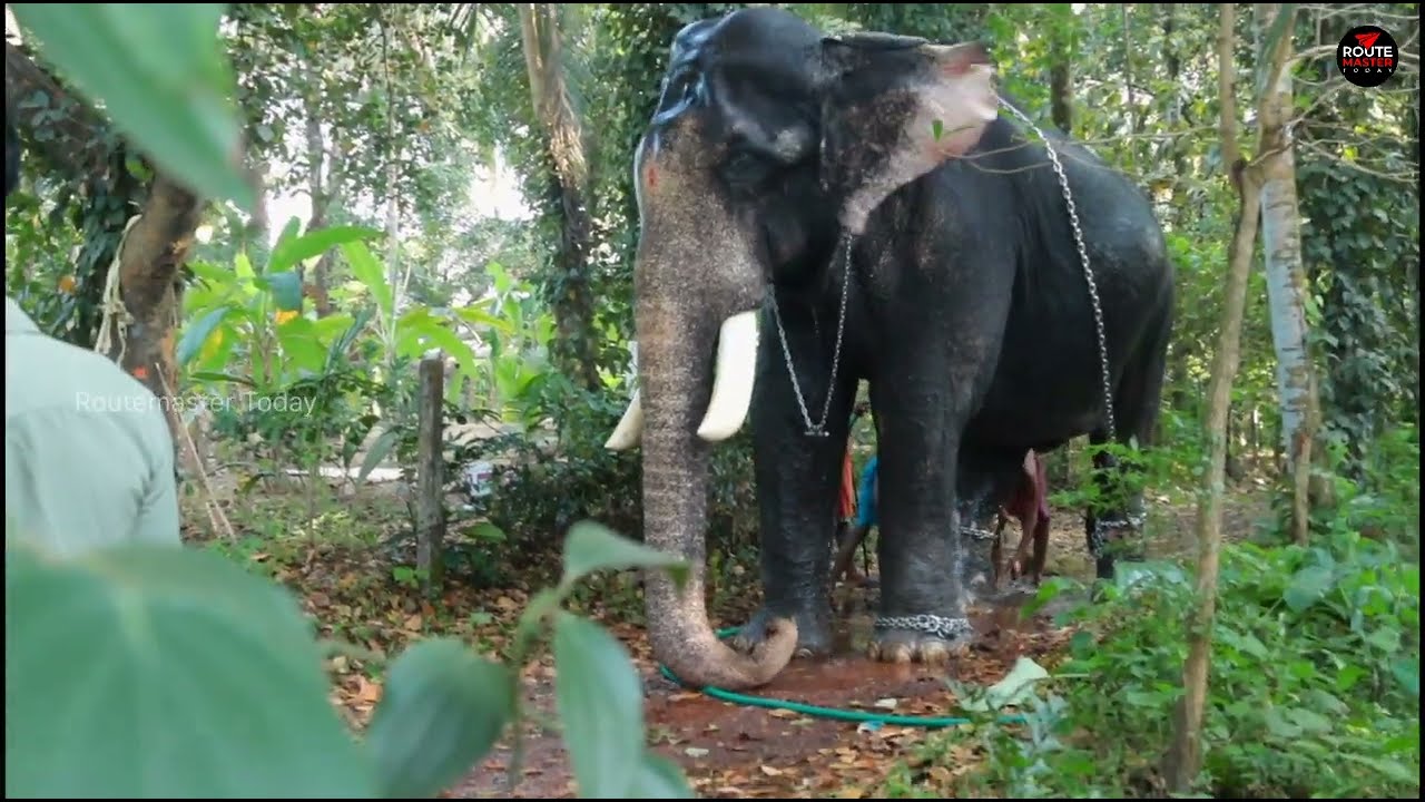പാമ്പാടി രാജനും ടീമും കുളിച്ചു റെഡിയായി | Elephant Video
