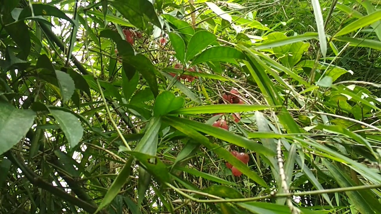 ANEHH.! Bambu Ini Memliki Buah
