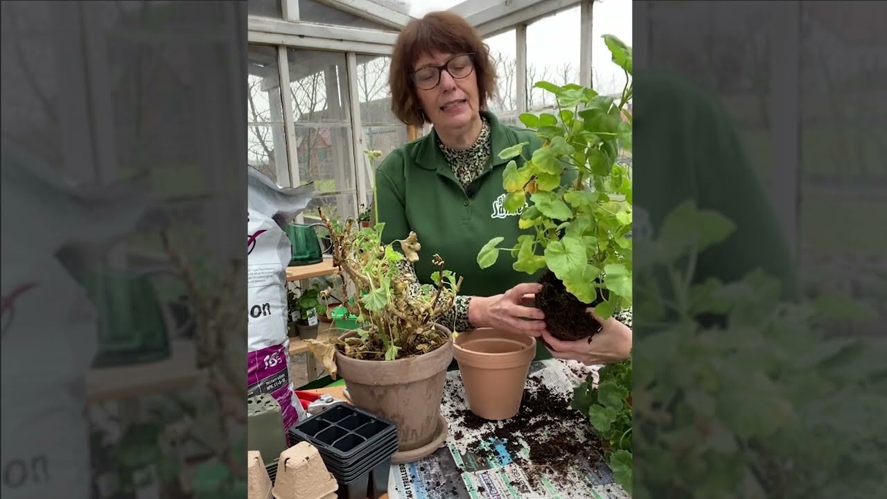 Ta fram pelargonen från vintervilan