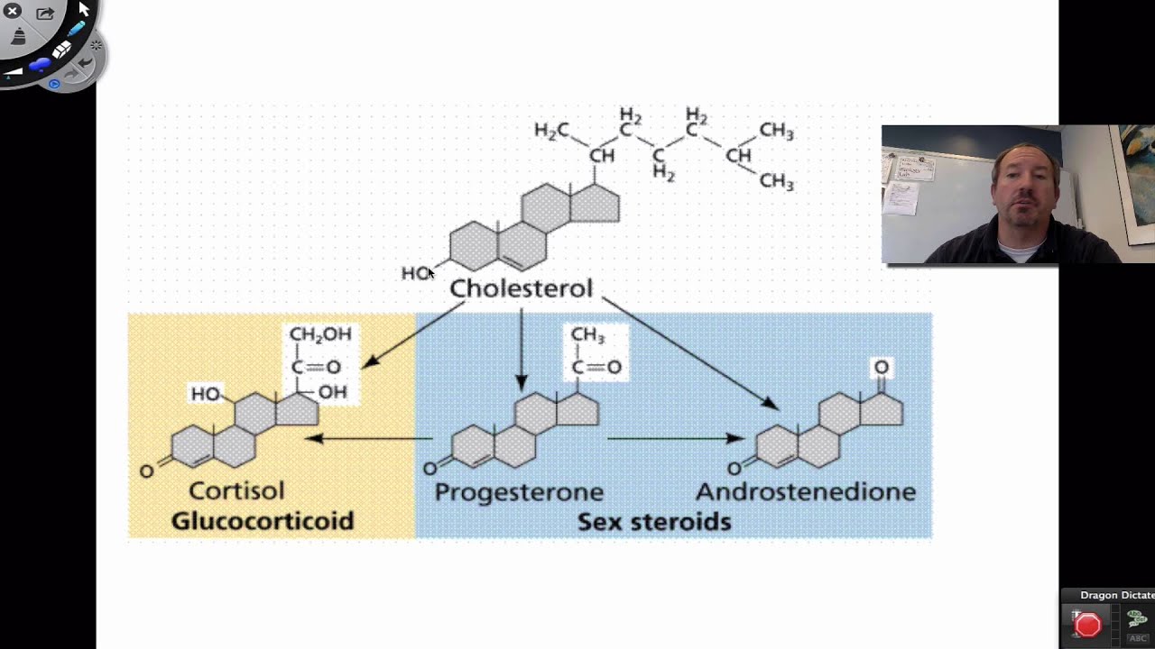 Introduction to the Endocrine System