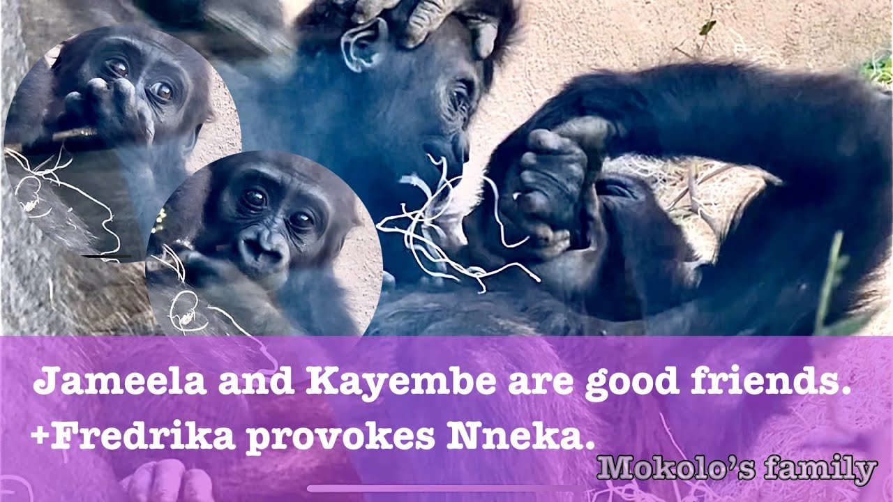 Mokolo’s family- Baby Jameela and Kayembe are good friends.+Fredrika provokes Nneka.