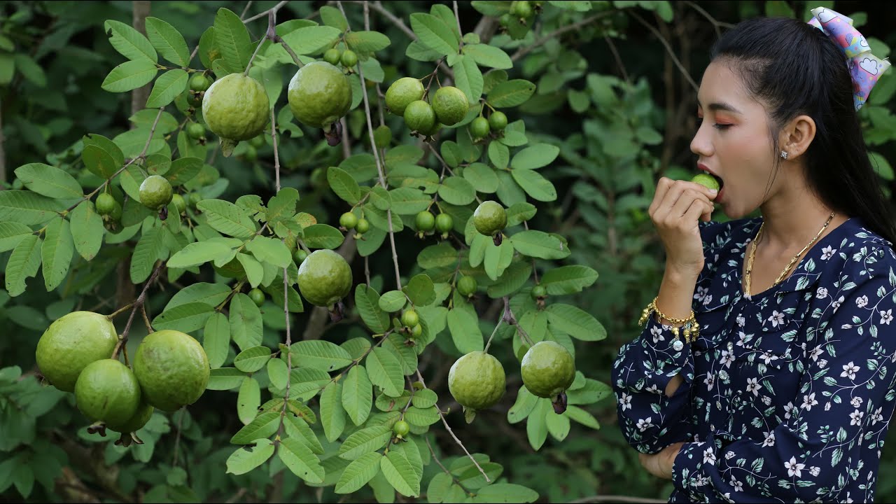 Fresh Guava fruit in my homeland - Healthy food