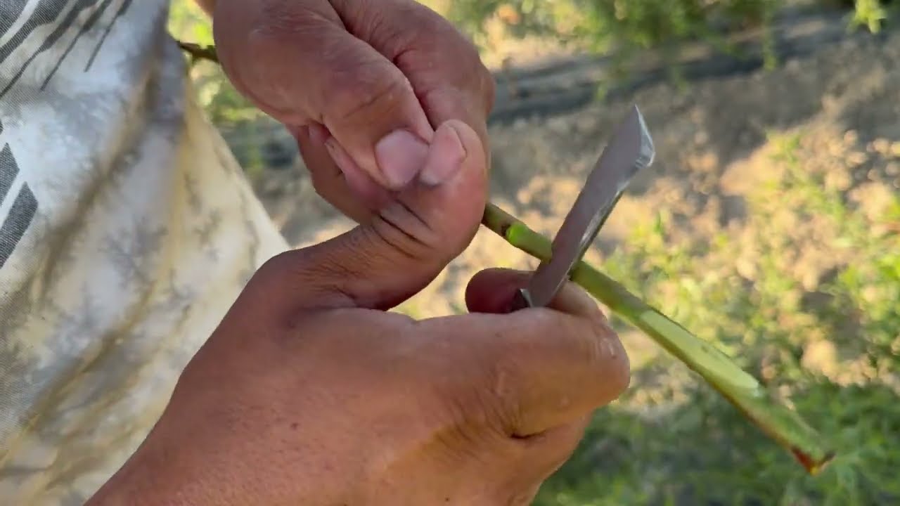 INJERTANDO PLANTA DE ALMENDRO EN VIVERO| CASTILLÉJAR GRANADA
