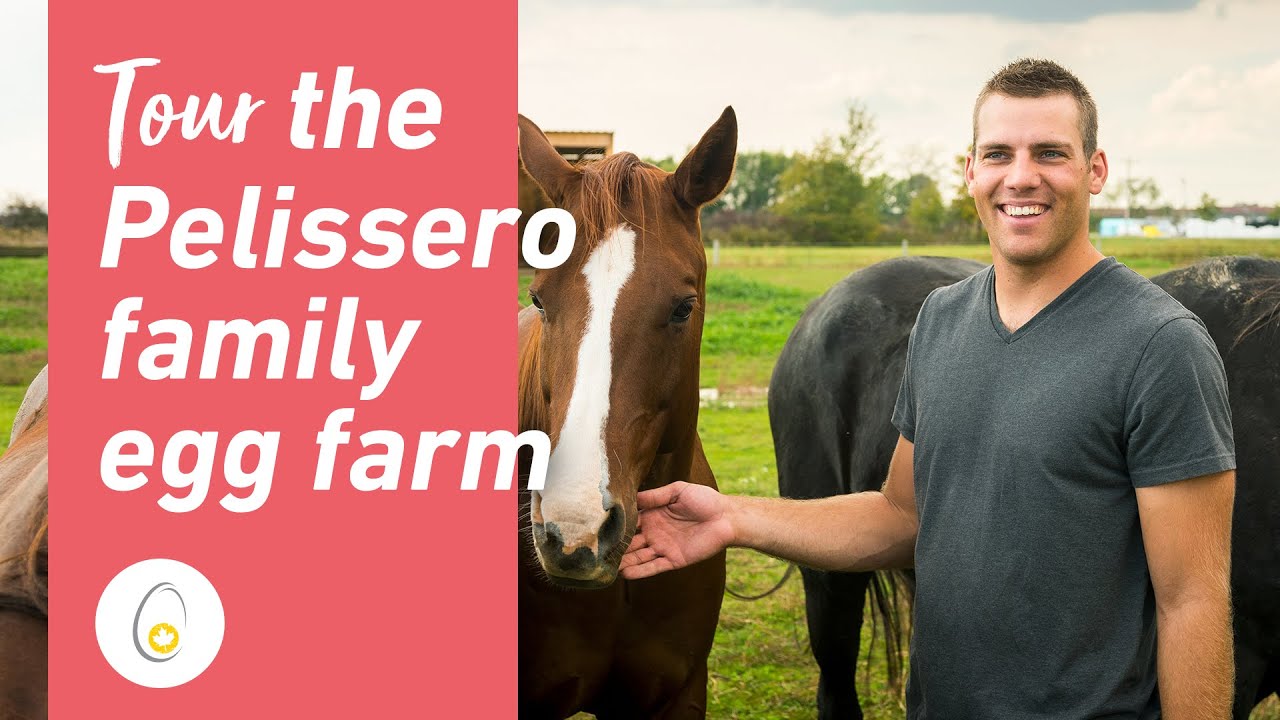 Tour the Pelissero family egg farm