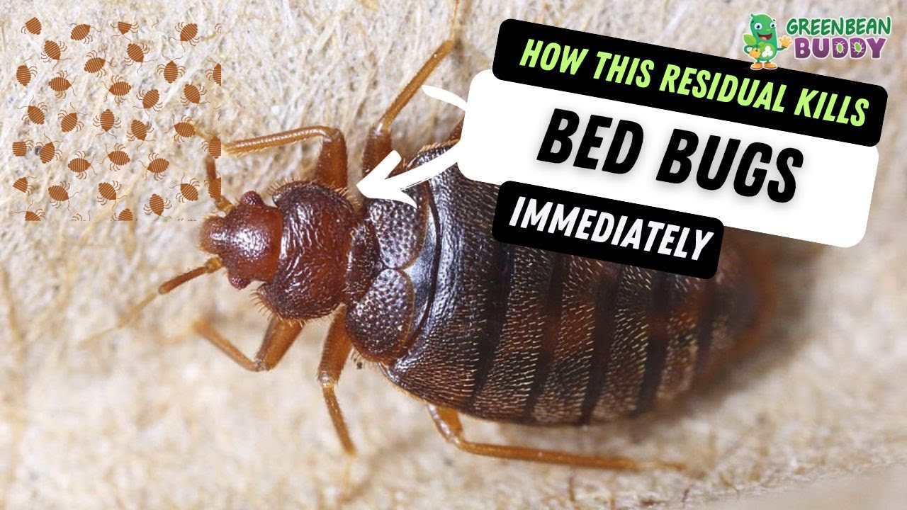 How This Residual Kills Bed Bugs Immediately