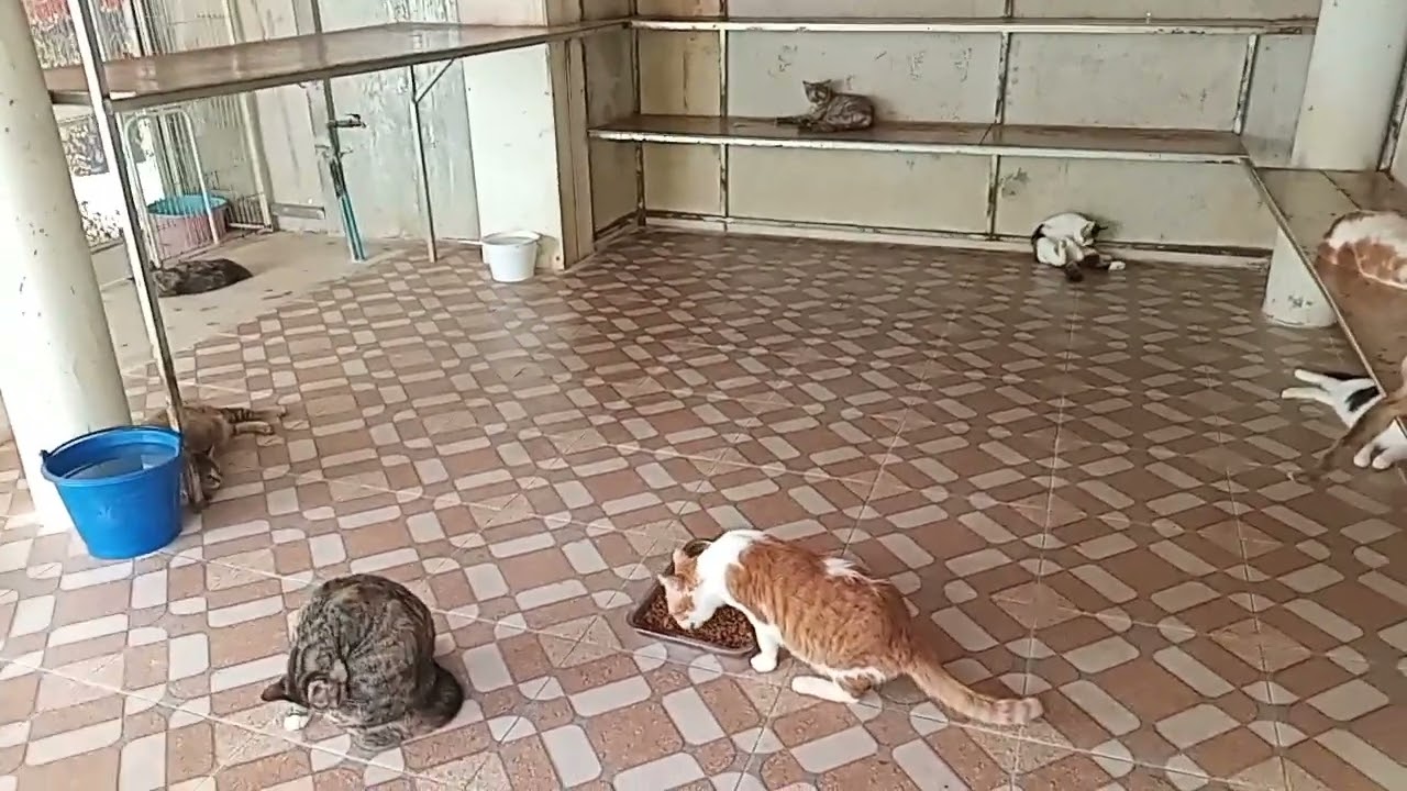 อากาศร้อนเด็กๆเป็นไงบ้างน๊าาา!!#น่าจะมีเพื่อนบ้านใหม่..😺😺😺