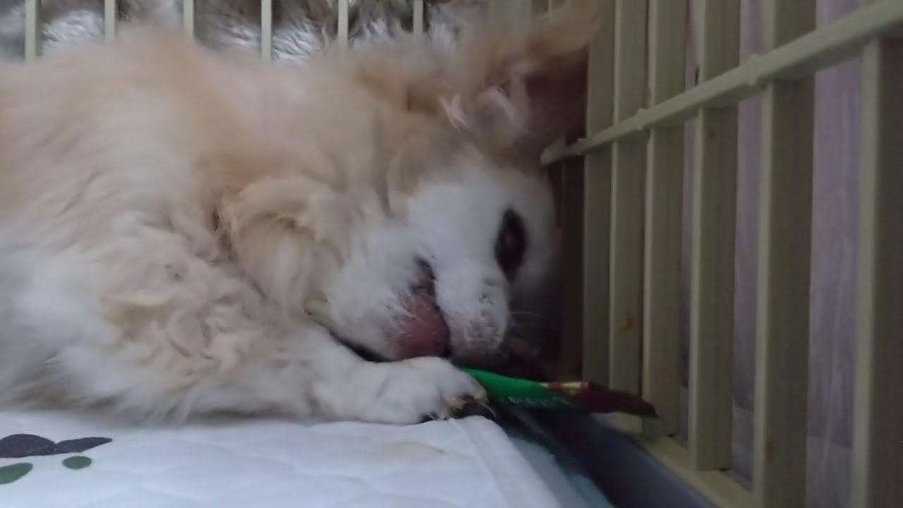 2026/1/27 ベロン！今日は、夜眠れるといいね♥✨️♥💤
