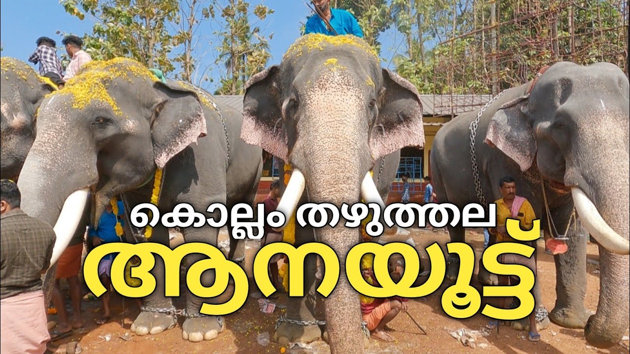 ഗജവീരന്മാർ മാറ്റുരച്ച തഴുത്തല ആനയൂട്ട്(23/1/2023) | Thazhuthala mahaganapathi temple aanayootu