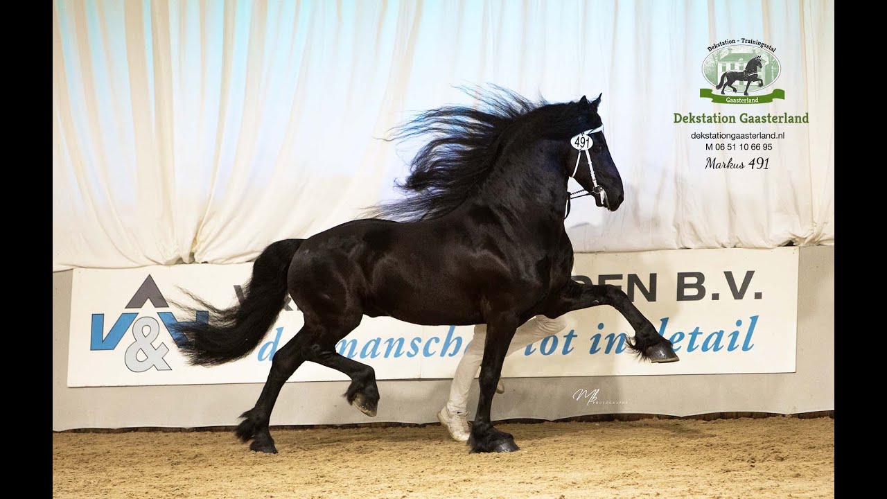 MARKUS 491 Hengstenkeuring 2022