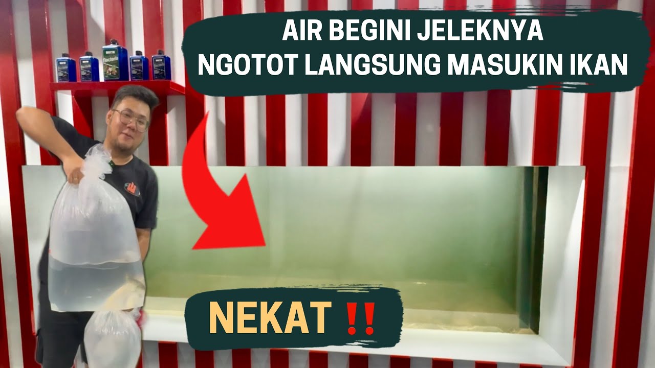 PAKSA‼️ LANGSUNG MASUKAN IKAN PREDATOR KE MEGATANK YANG BARU SELESAI UPGRADE DI MARKAS JAMM VLOG