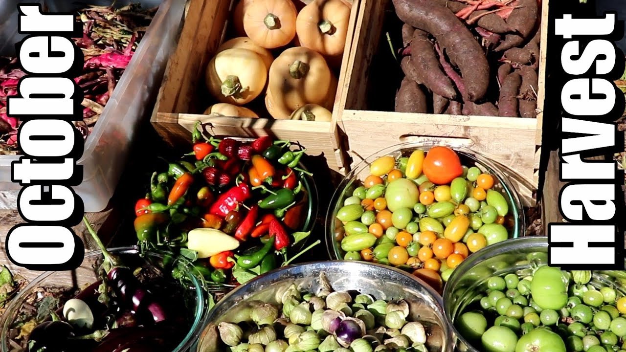 Big October Vegetable Garden Harvest (2018): Local Food At Its Best!
