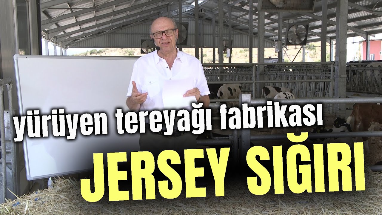Yürüyen Tereyağı Fabrikası JERSEY SIĞIRI - Dersimiz Hayvancılık