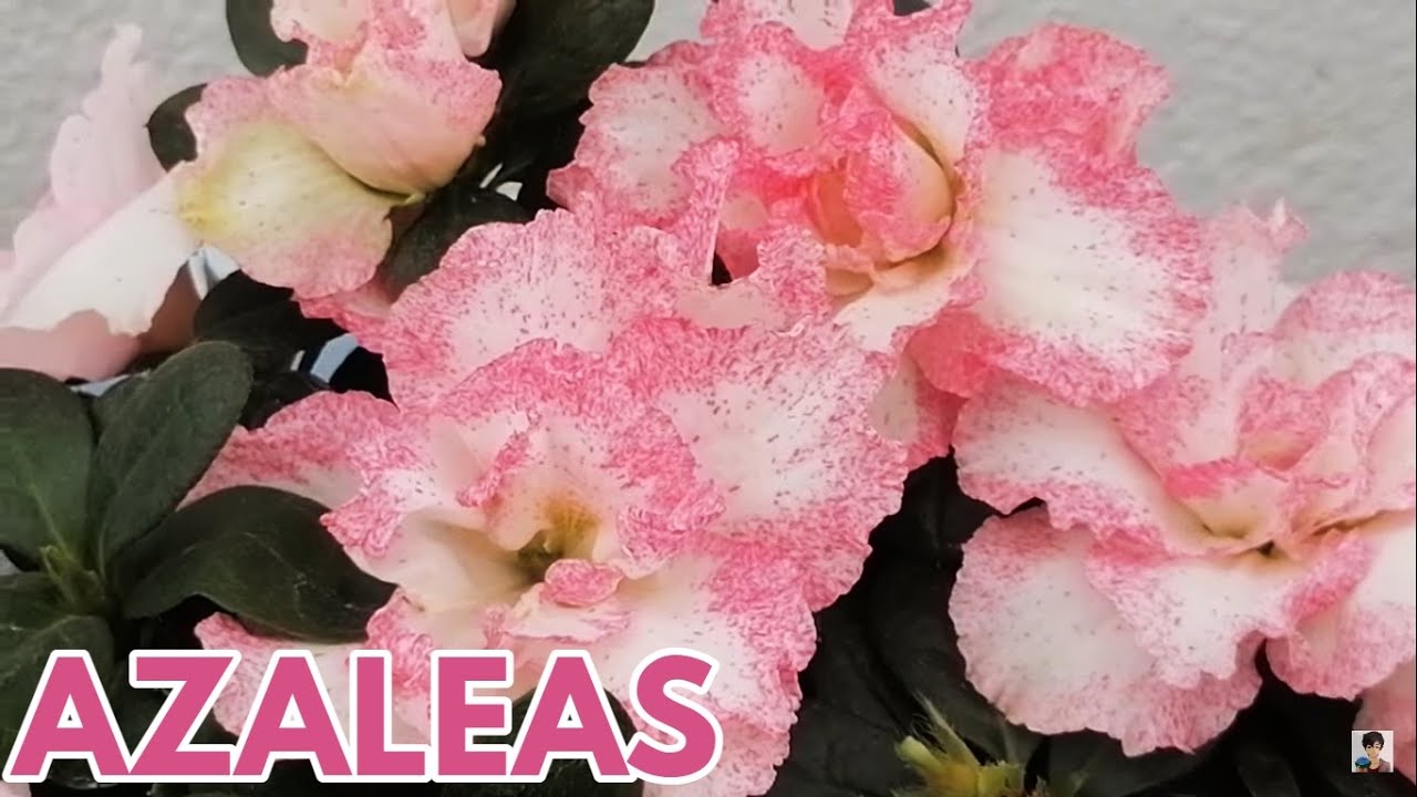 azaleas cuidados en macetas CHUYITO JARDINERO