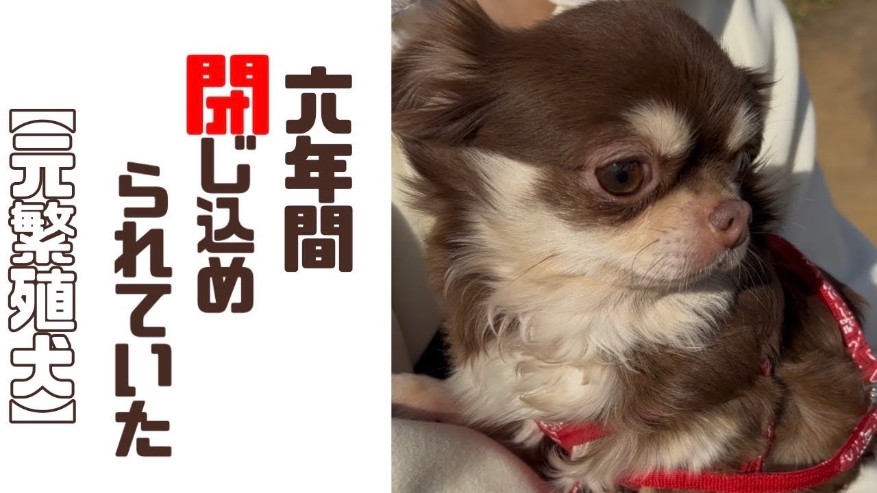【保護犬・保護猫】生まれて初めての空の下で「vol 452」