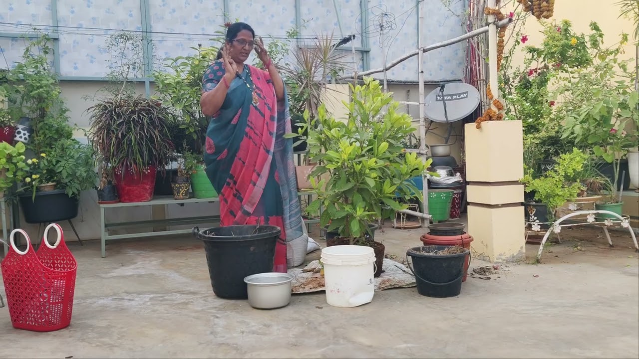 హాయ్ ఫ్రెండ్స్ ఎంత పెద్ద మొక్క అయినా రీ పాడుచేసే విధానం చూద్దాం