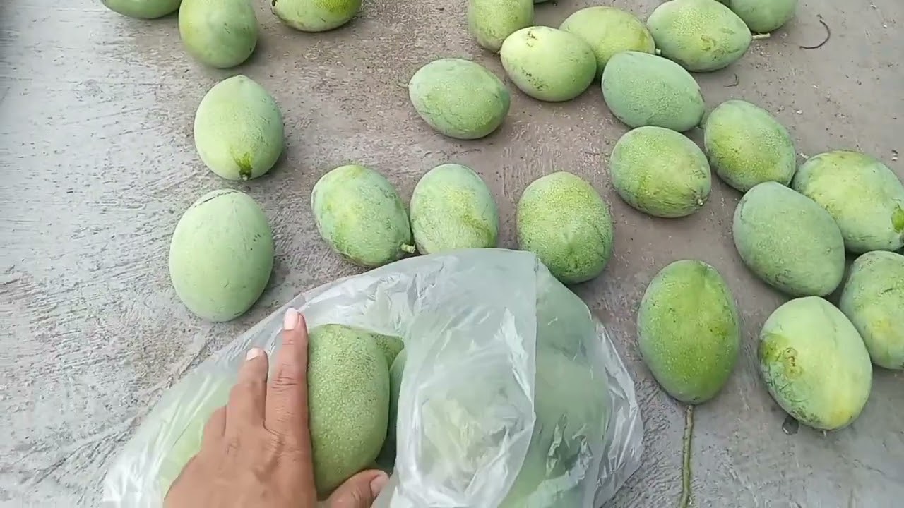 catlover panen buah mangga #pecintakucing #berbagi #berbagiituindah